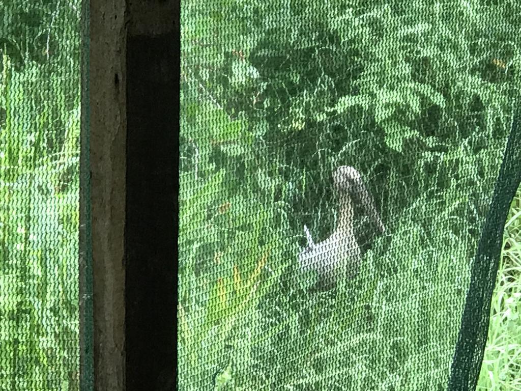 Mount nature villa Hikkaduwa Rum bild