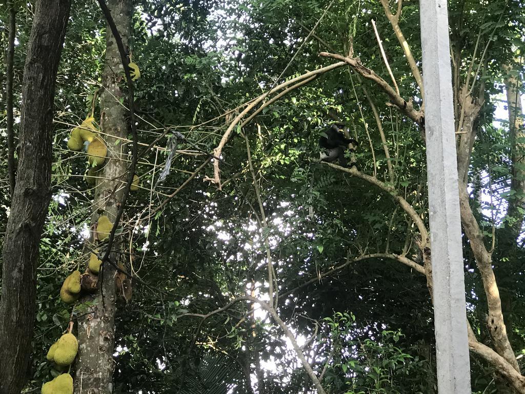 Mount nature villa Hikkaduwa Rum bild